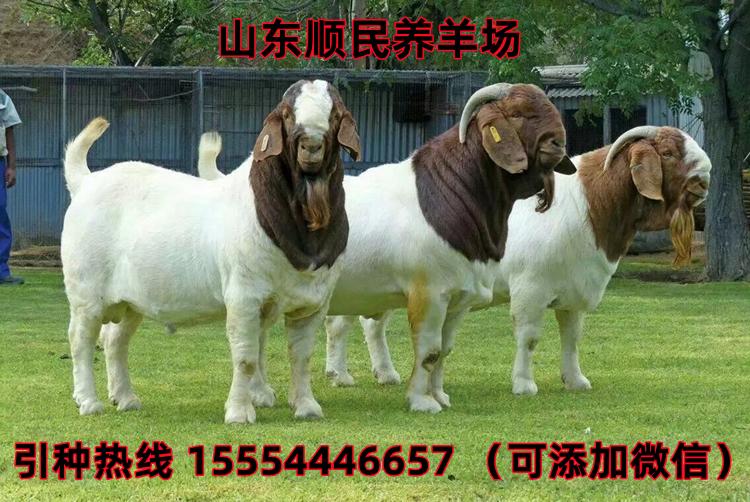 最新波尔山羊价格动态与市场价格分析