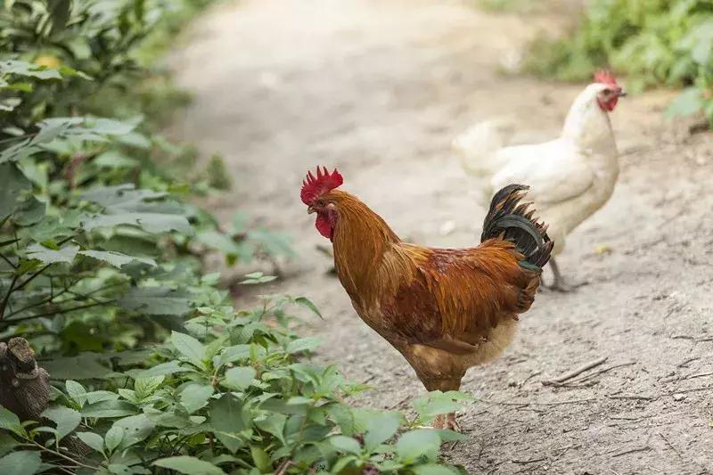 河北地区H7N9最新消息全面解析与更新