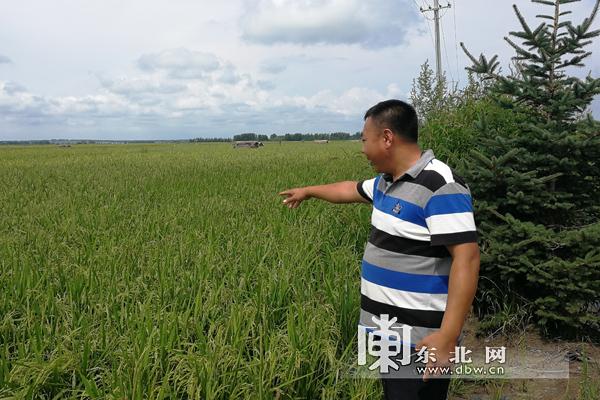 绥化最新水稻价格及动态分析概述